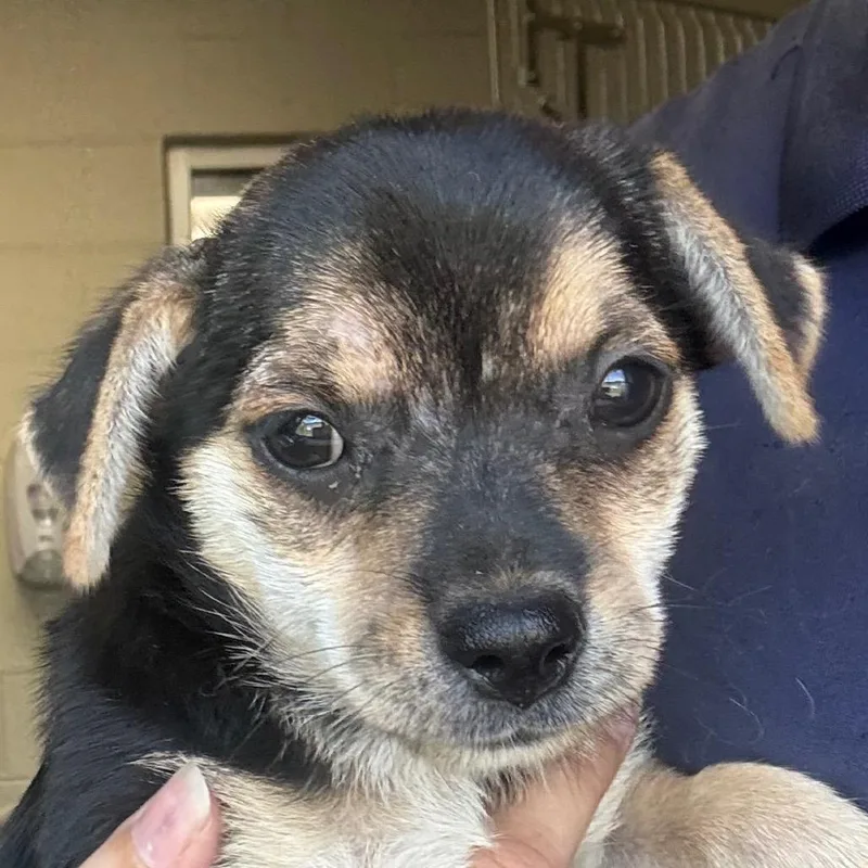 A baby medium-sized female Black Mixed Breed dog named Tracy for adoption in Jacksonville, AR