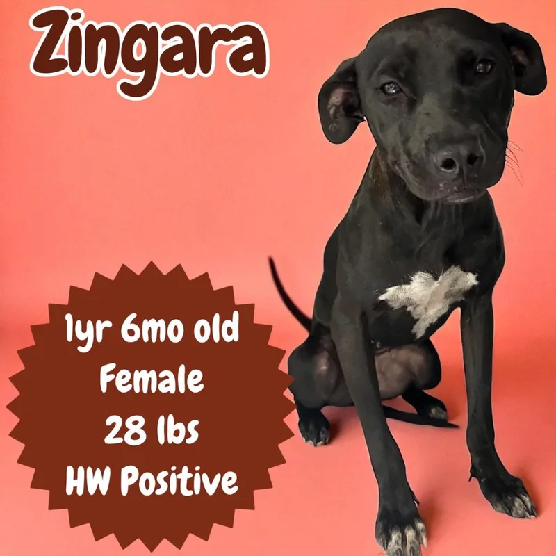 Zingara