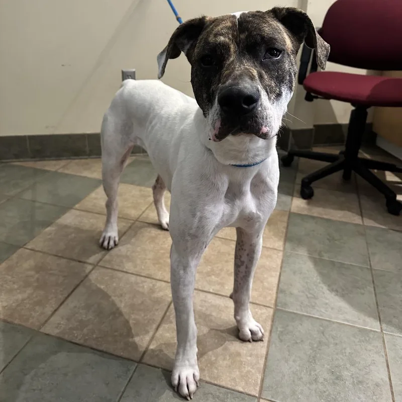 An adult large-sized male White / Cream Mixed Breed dog named Nelson for adoption in Chattanooga, TN