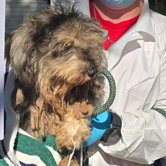 An adult small-sized female Schnauzer dog named Marge for adoption in Birmingham, AL