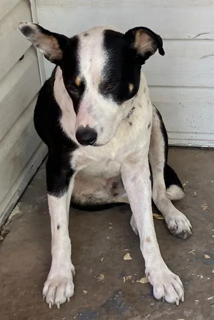 A young large-sized male Mixed Breed dog named Sammy for adoption in Dallas, TX