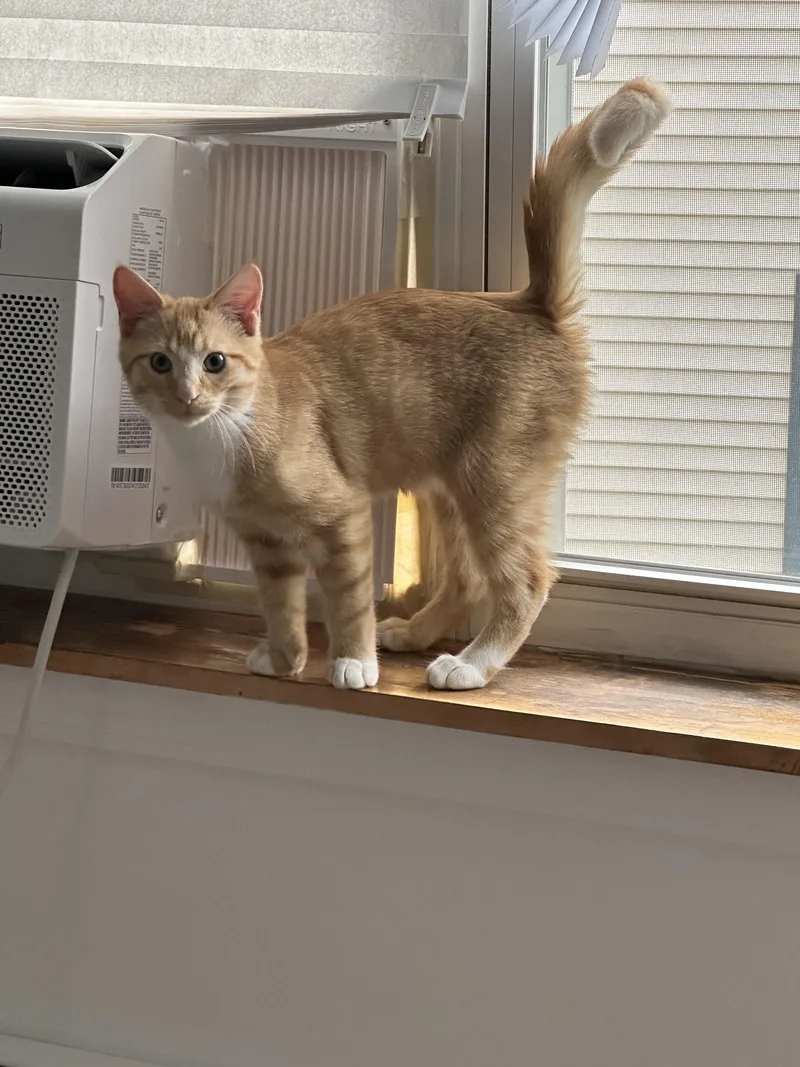 A baby small-sized male Domestic Short Hair cat named Froggy for adoption in Burlington, VT