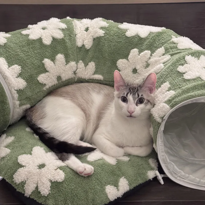 Nico & Jett thumbnail 3