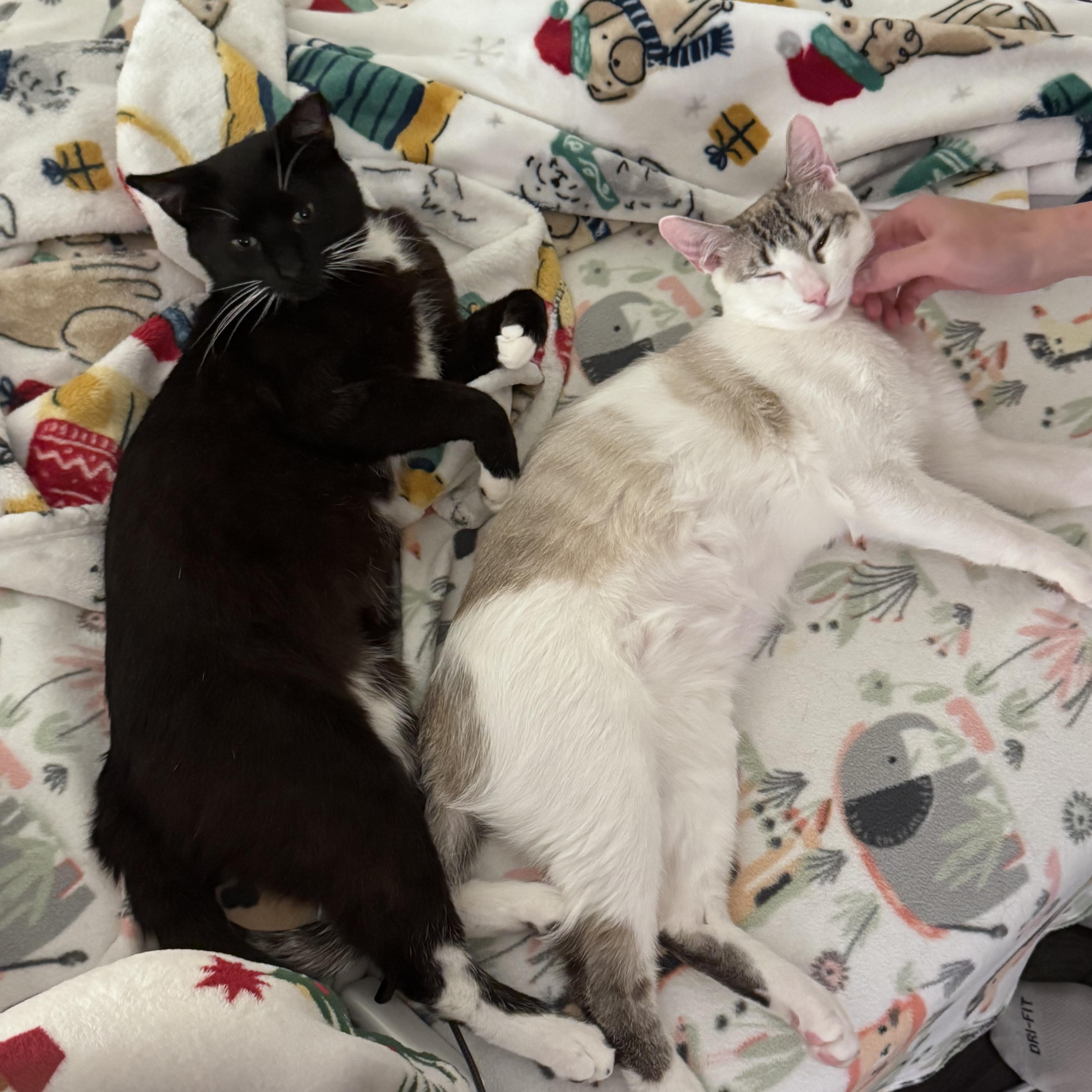 Nico & Jett thumbnail 6