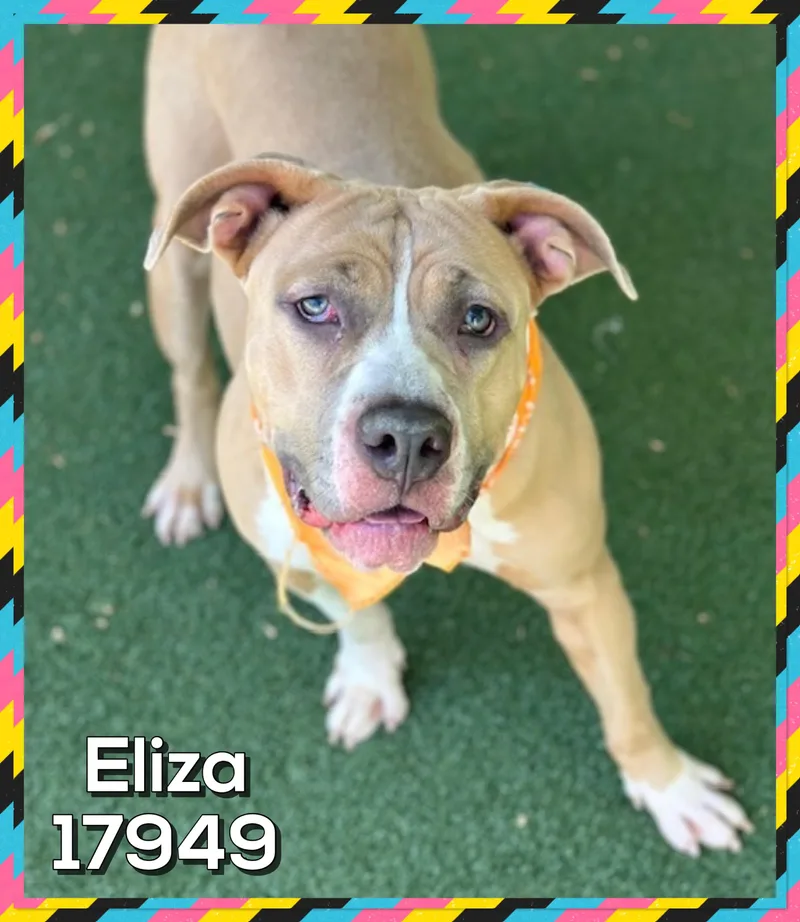 A young large-sized female White / Cream American Bully dog named Eliza for adoption in Marietta, GA