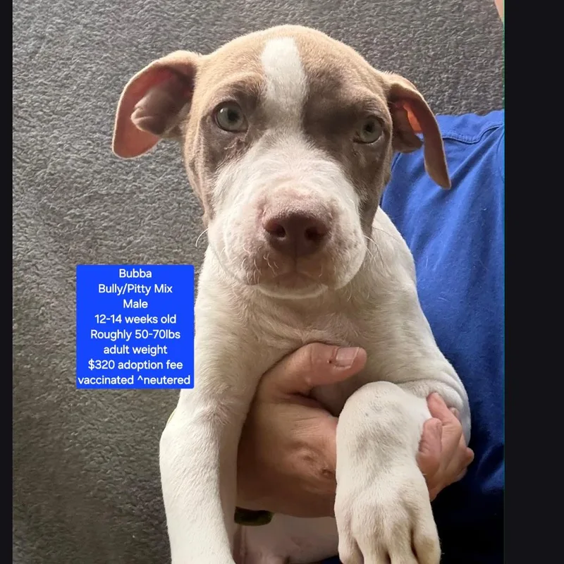 A baby large-sized male American Bully dog named Bubba for adoption in Oviedo, FL