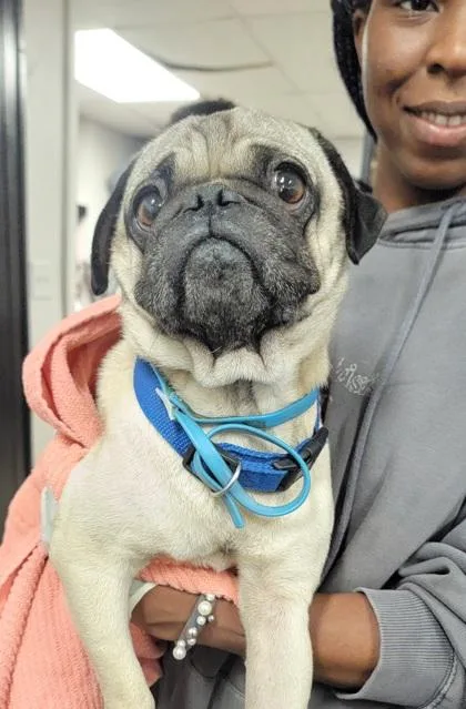 An adult small-sized male Pug dog named Choko for adoption in West Chester, PA