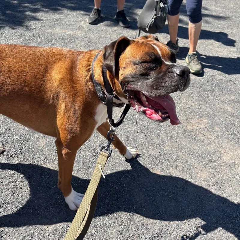 An adult large-sized male Boxer dog named Walter for adoption in Quakertown, PA