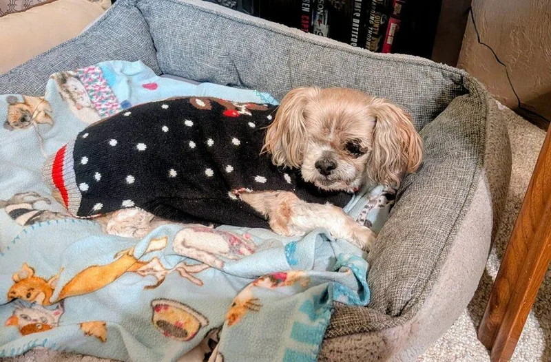 A senior small-sized female Apricot / Beige Shih Tzu dog named Charlie & Madison  for adoption in Polson, MT