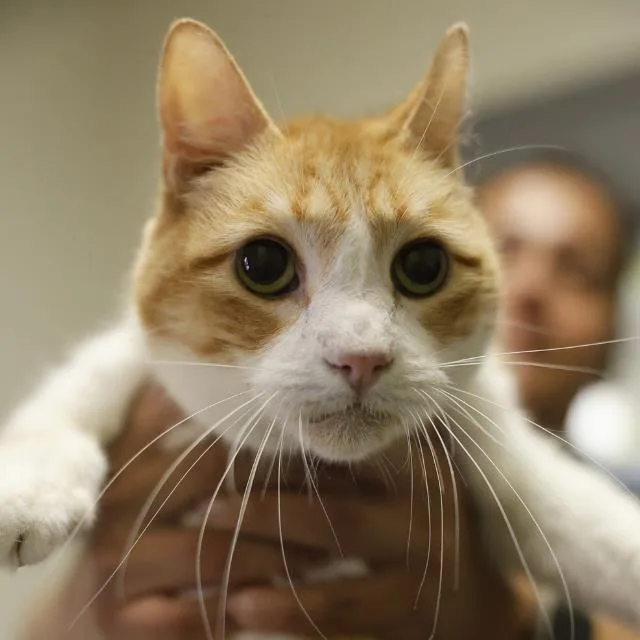 An adult small-sized male Domestic Short Hair cat named Beao for adoption in San Antonio, TX