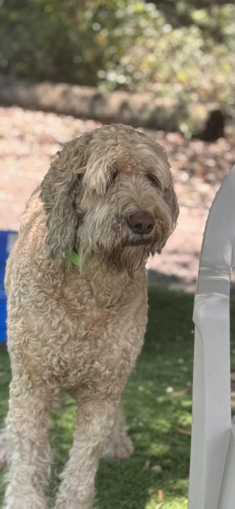 An adult extra large-sized male Apricot / Beige Poodle dog named Teddy for adoption in Pawleys Island, SC
