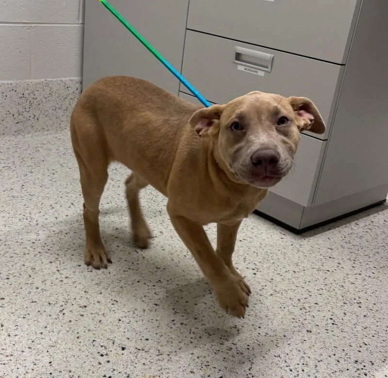 An adult medium-sized female Yellow / Tan / Blond / Fawn Labrador Retriever dog named Harleigh for adoption in Providence Forge, VA