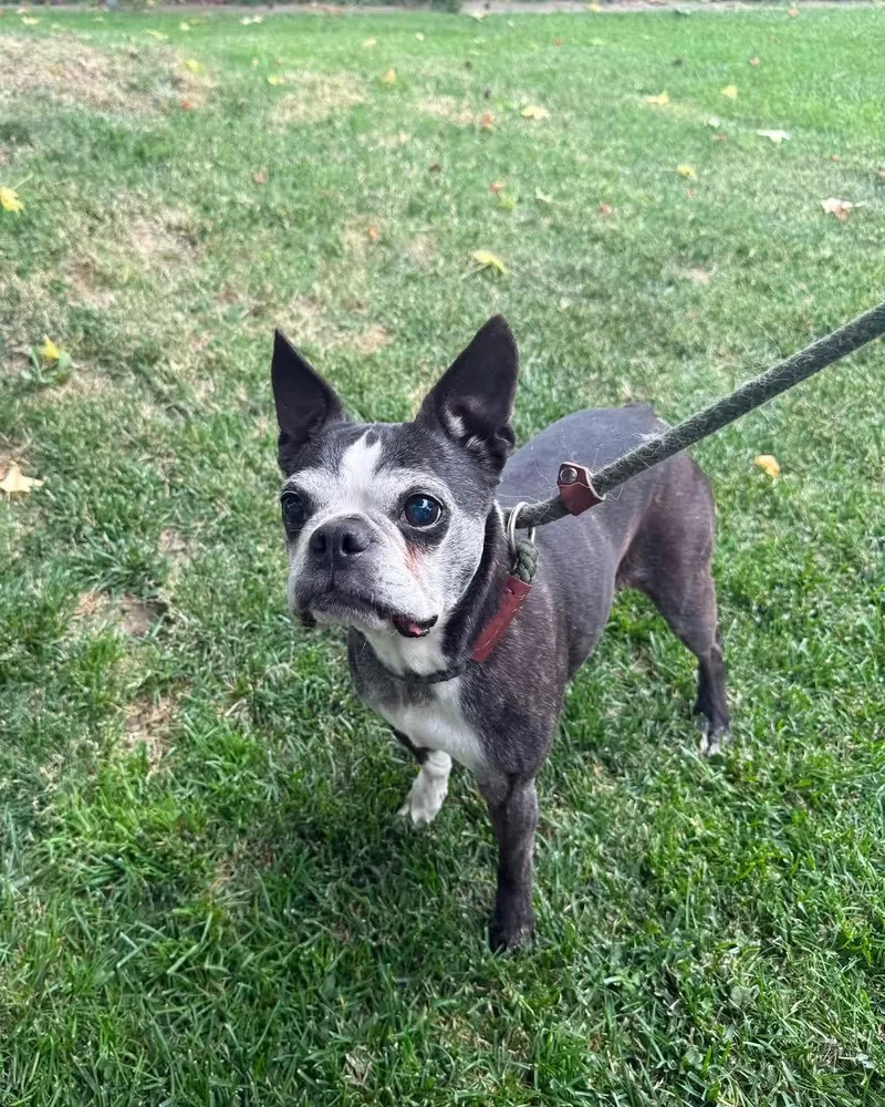 A senior small-sized female Black Boston Terrier dog named Susie for adoption in Oakdale, CA