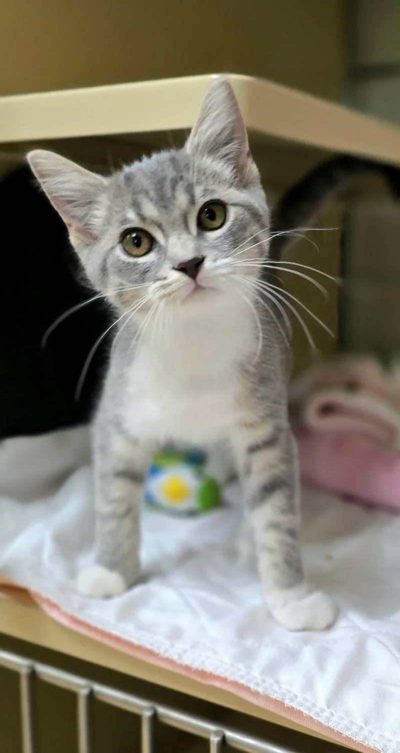 A baby medium-sized female Tabby (Gray / Blue / Silver) Domestic Short Hair cat named Giggles for adoption in New Castle, PA