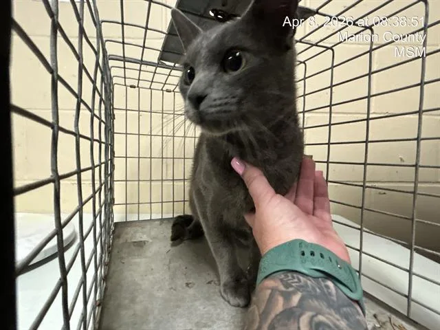 A young small-sized male Domestic Short Hair cat named Blitzo for adoption in Ocala, FL