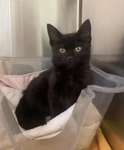 A baby small-sized male Domestic Short Hair cat named Zamboni for adoption in Westland, MI