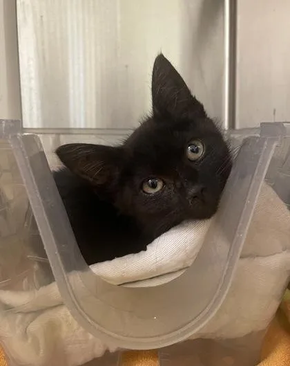 Zamboni thumbnail 2