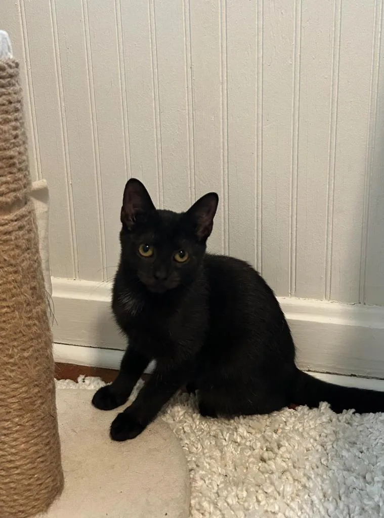 A baby medium-sized female Domestic Short Hair cat named Shadow Warrior for adoption in Cincinnati, OH