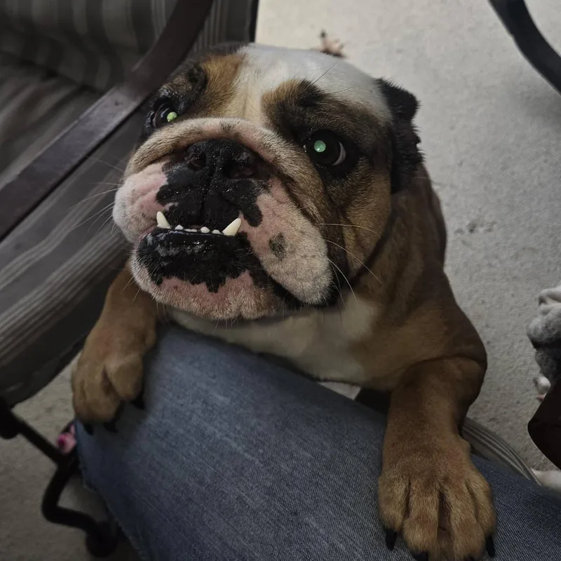 An adult medium-sized female English Bulldog dog named Opal for adoption in Huber Heights, OH
