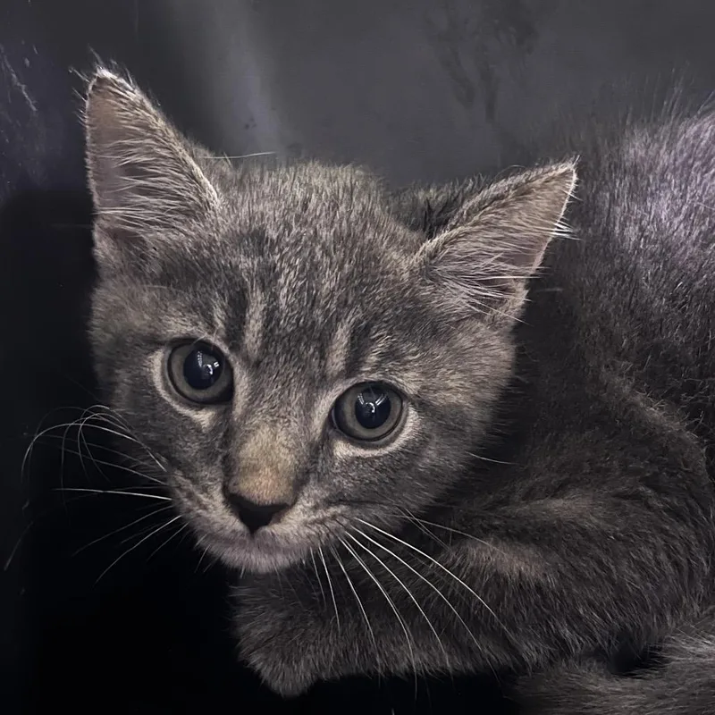 A baby small-sized male Gray / Blue / Silver Domestic Short Hair cat named Dipper for adoption in Summerville, SC