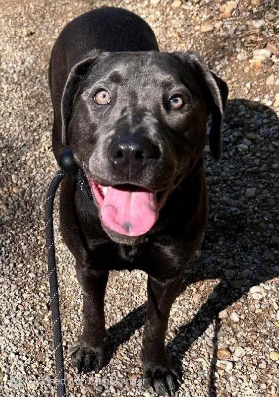 A young medium-sized female Labrador Retriever dog named Zarah for adoption in Aurora, IL