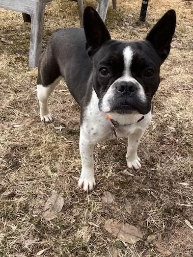 A young medium-sized female Black Boston Terrier dog named Happy for adoption in Waukesha, WI