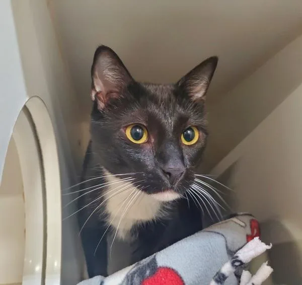 An adult medium-sized male Domestic Short Hair cat named Toothless for adoption in Oceanside, CA