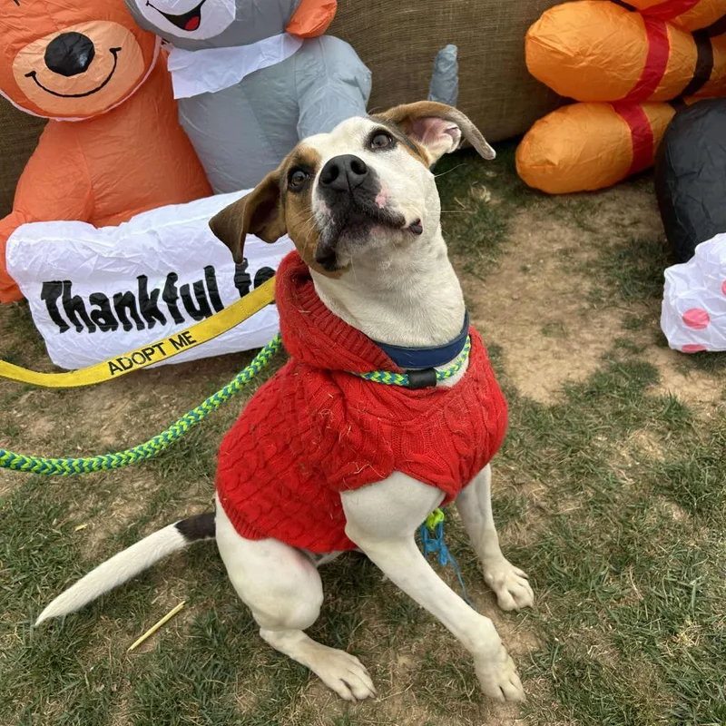 An adult medium-sized male White / Cream Hound dog named Taco for adoption in Jarrettsville, MD