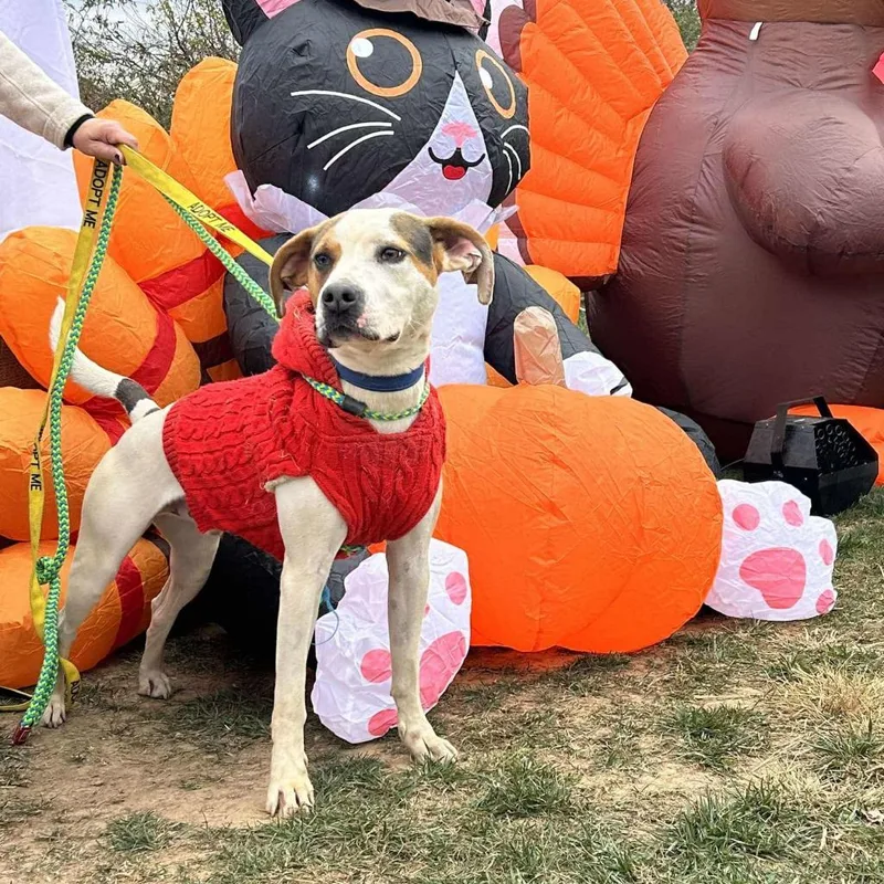 Taco thumbnail 5