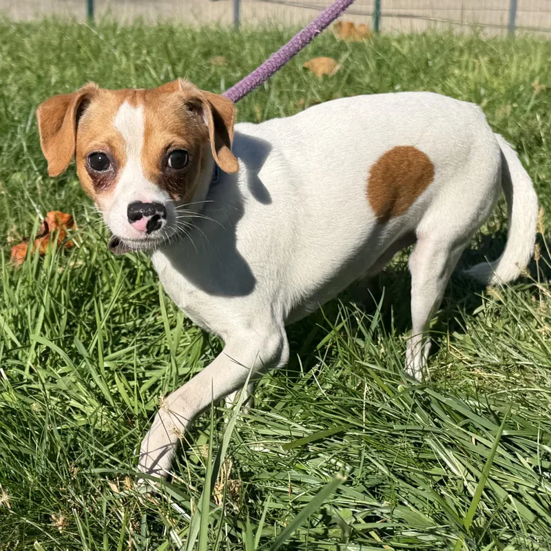 A baby small-sized male Brown / Chocolate Jack Russell Terrier dog named Gunner for adoption in Latrobe, PA