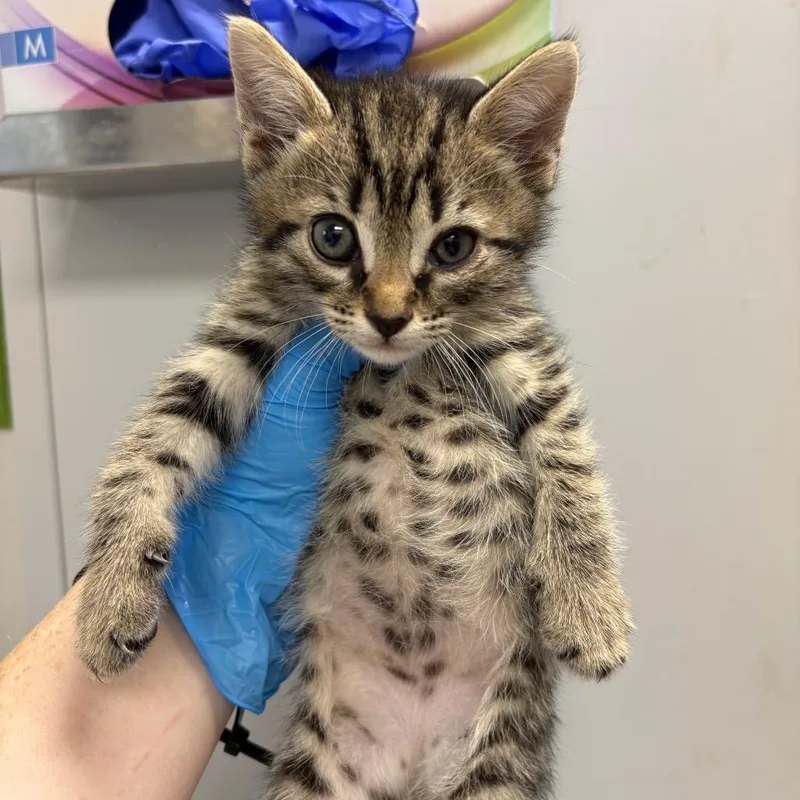 A baby small-sized male Brown / Chocolate Domestic Short Hair cat named Warheads for adoption in Columbiana, AL