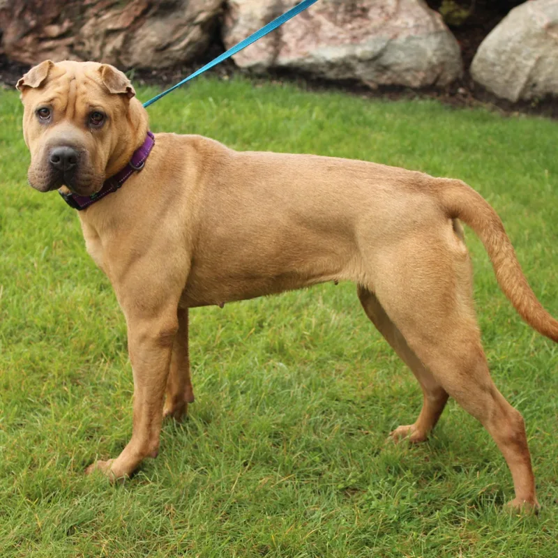 An adult medium-sized female Apricot / Beige Shar-Pei dog named Hazel for adoption in Eaton, OH