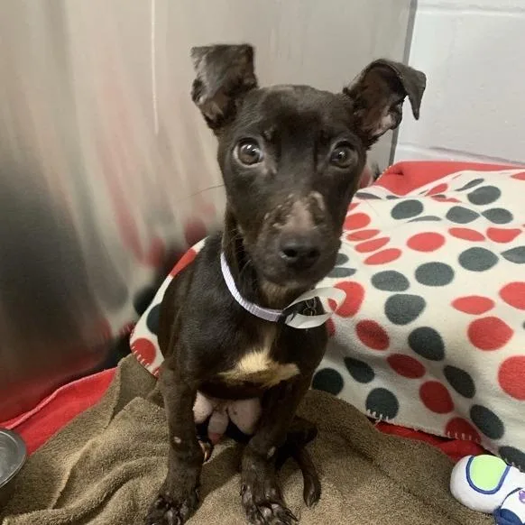 A young small-sized male Black Mixed Breed dog named Kraken for adoption in Jacksonville, FL
