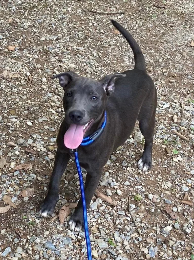A baby medium-sized female Mixed Breed dog named Maleah for adoption in Fond Du Lac, WI