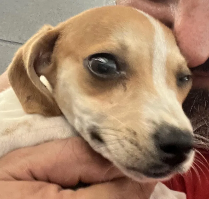 A baby medium-sized male Yellow / Tan / Blond / Fawn Mixed Breed dog named Brian for adoption in Coldspring, TX
