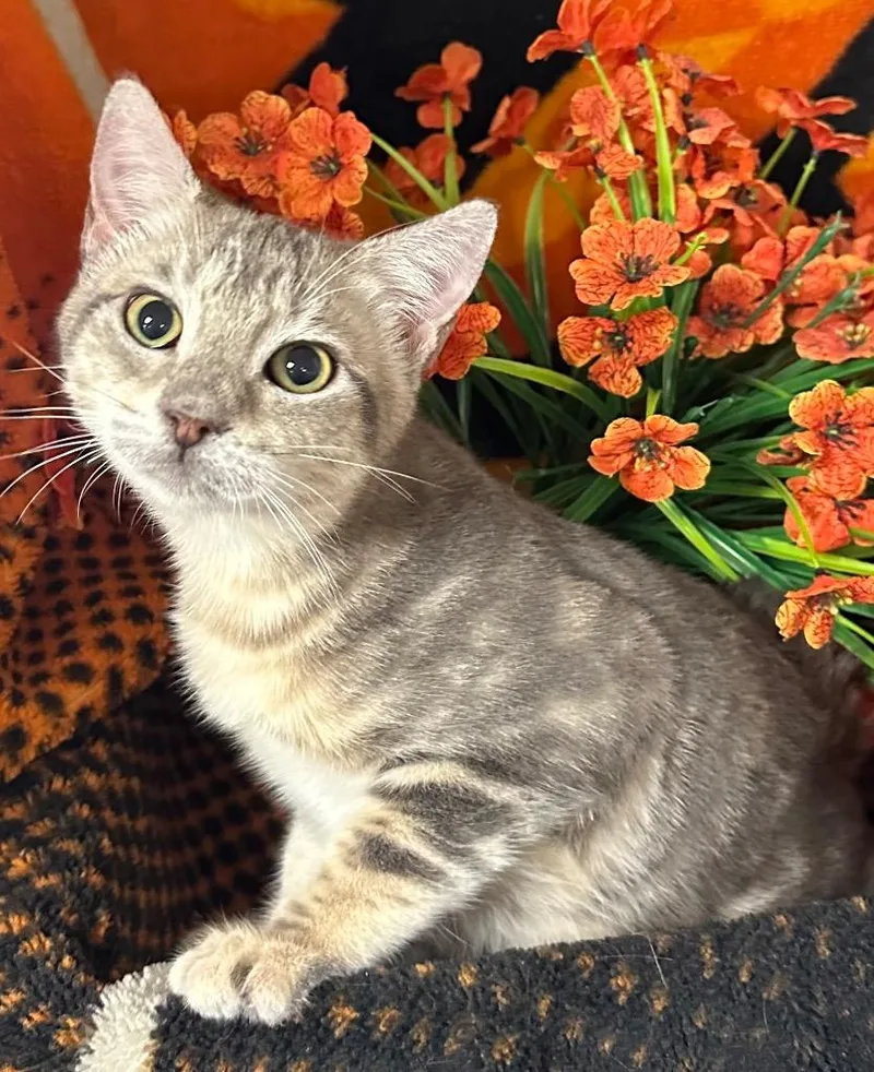 A baby small-sized female Domestic Short Hair cat named Croissant for adoption in Stillwater, OK