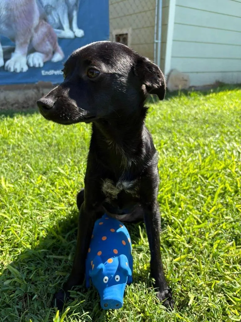 A baby medium-sized female Mixed Breed dog named Blossom for adoption in Fond Du Lac, WI