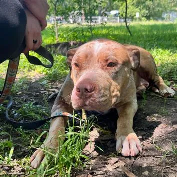 An adult medium-sized female Yellow / Tan / Blond / Fawn Pit Bull Terrier dog named Caramel Cup for adoption in Austin, TX