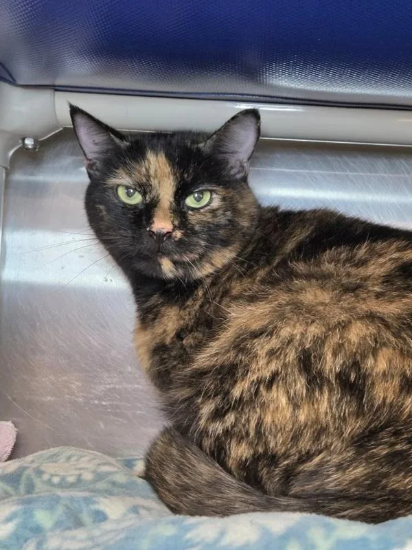 A senior medium-sized female Domestic Short Hair cat named Coco for adoption in Millersville, MD