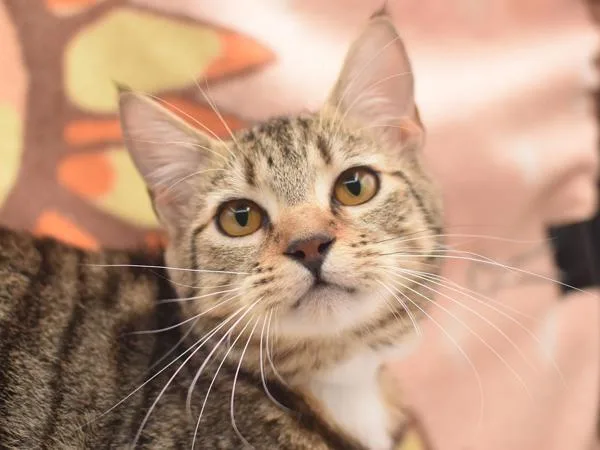 A young medium-sized female Domestic Short Hair cat named Hazel for adoption in Portland, OR