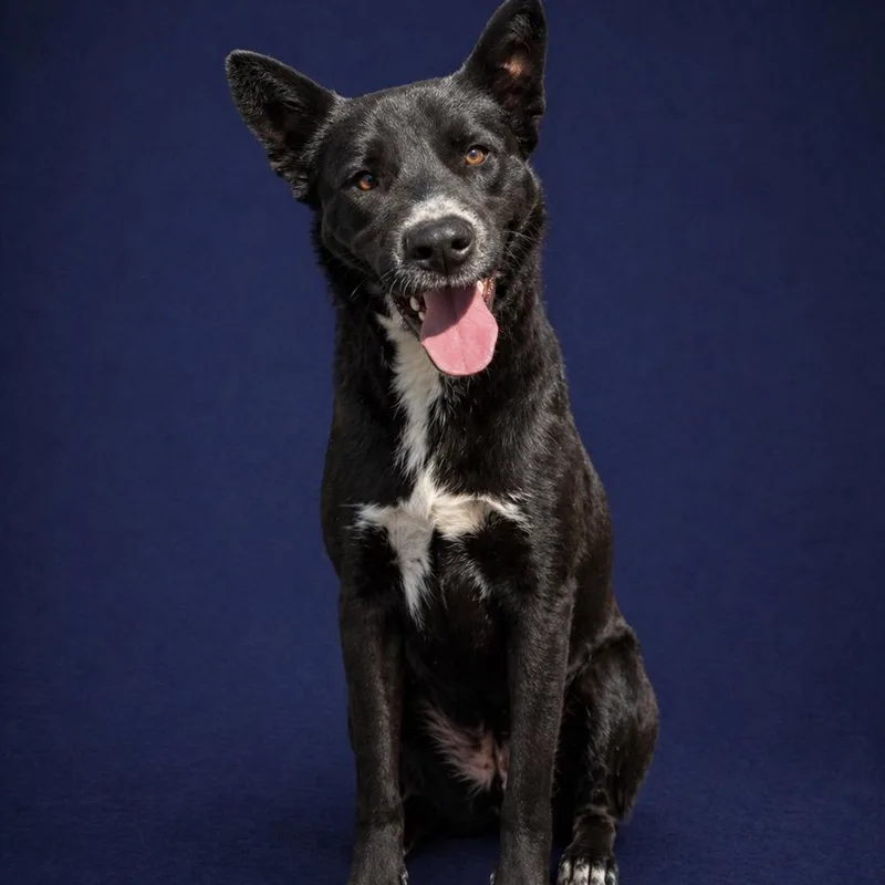A young medium-sized male Black Shepherd dog named Mallo Cup for adoption in Morganton, NC