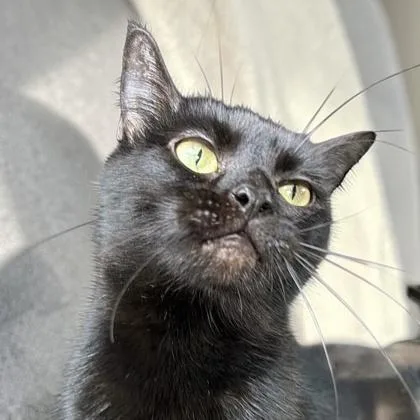An adult medium-sized female Domestic Short Hair cat named Mochi for adoption in Cumberland, MD