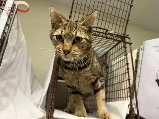 A young small-sized male Domestic Short Hair cat named Mouse for adoption in Miami, FL