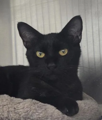 An adult small-sized female Domestic Short Hair cat named Salem for adoption in Webster, MA