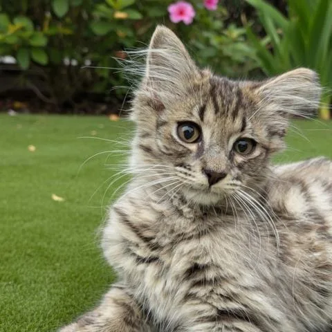 A baby small-sized male Domestic Medium Hair cat named Groovy for adoption in Clinton Township, MI