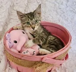 A young medium-sized female Exotic Shorthair cat named Tillie for adoption in Saint Augustine, FL
