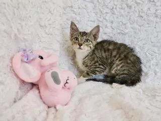 Tillie thumbnail 2
