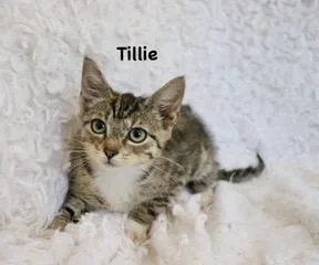 Tillie thumbnail 3
