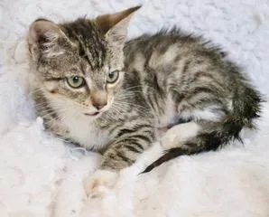 Tillie thumbnail 4