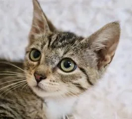 Tillie thumbnail 5